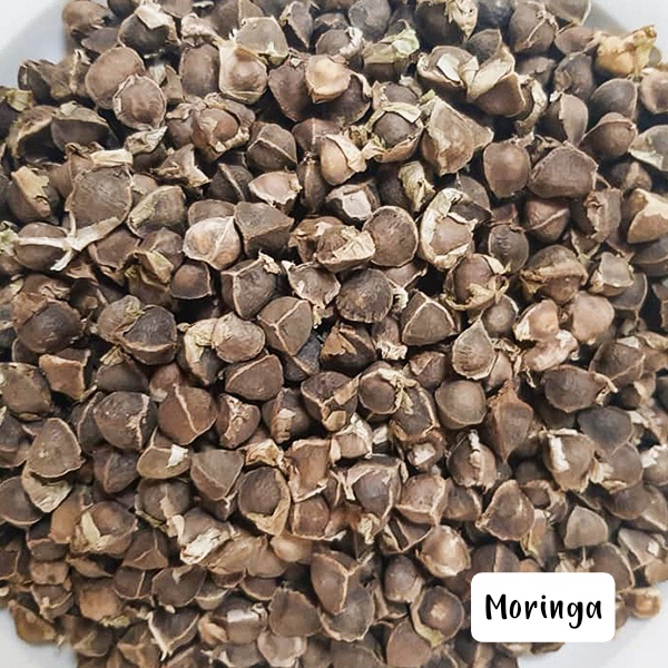 Seed